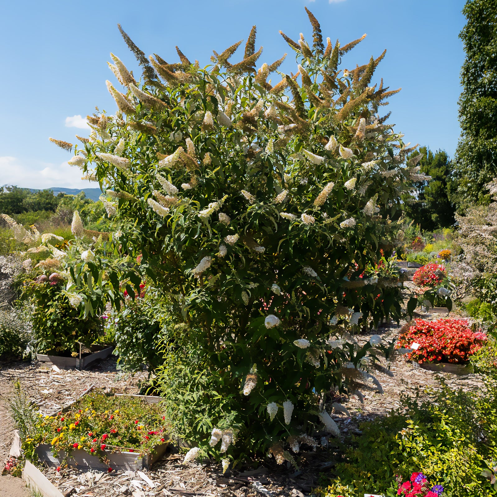 Arbre à papillons 'White Profusion' - Buddleja davidii white profusion - Bakker