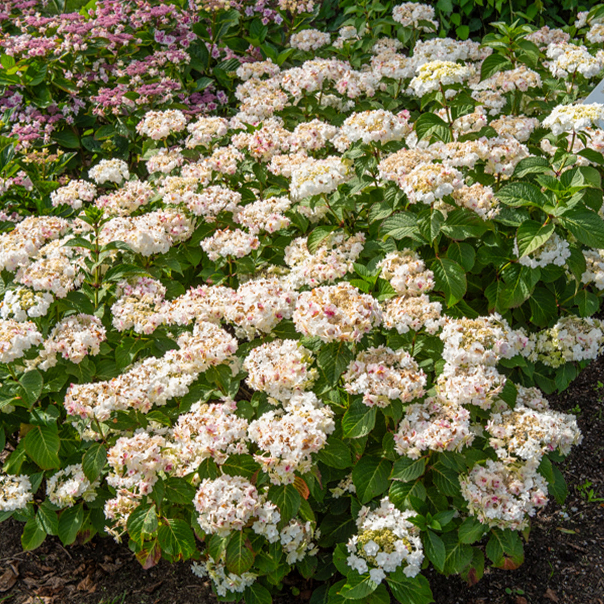 Hortensia Doppio Bianco - Hydrangea macrophylla Doppio Bianco - Bakker