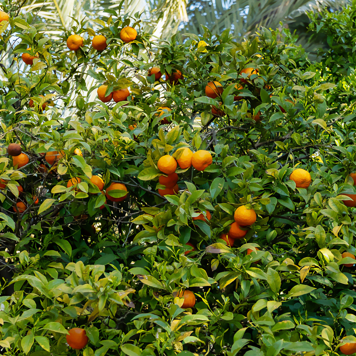 Mandarinier - Agrumes - Bakker