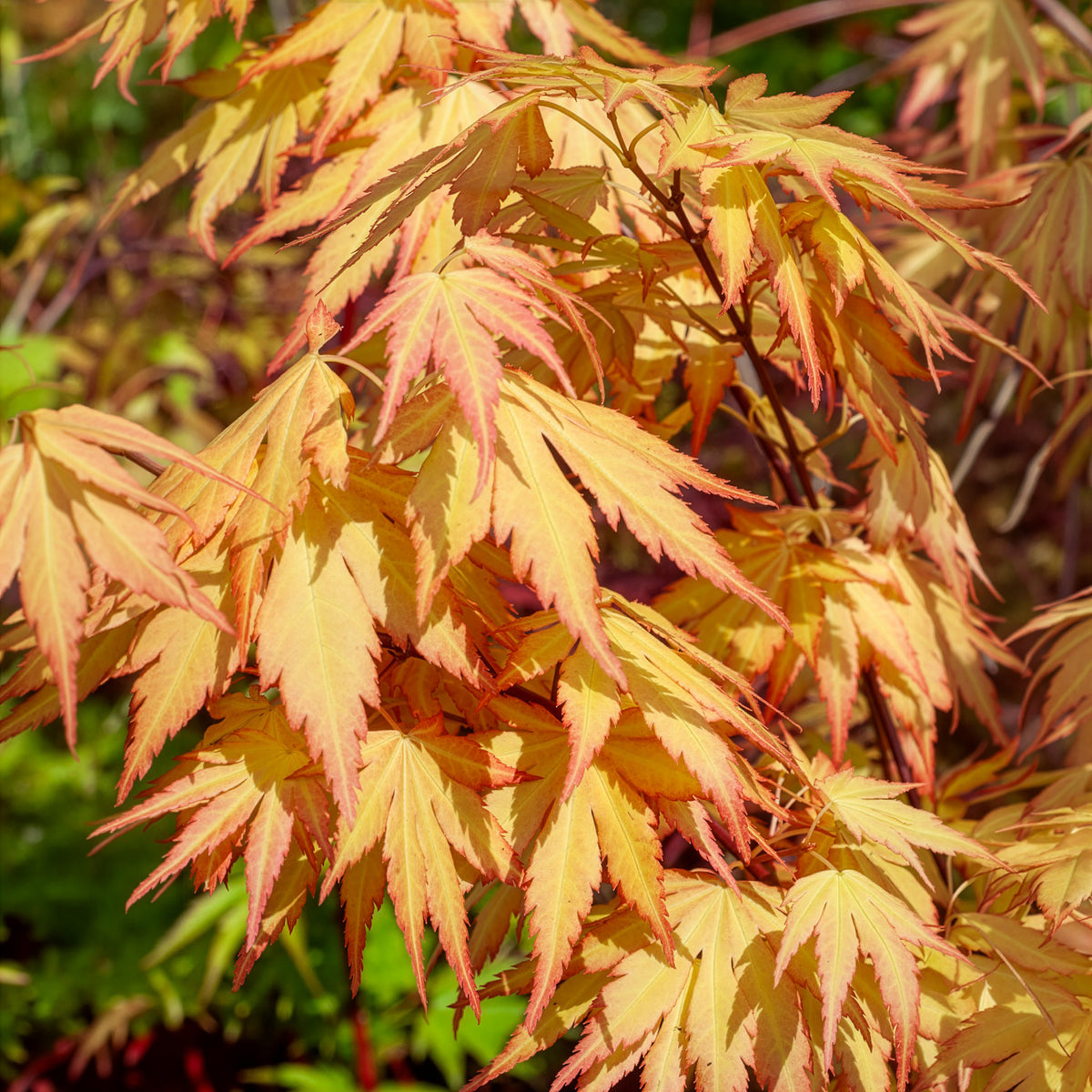 Vente Acer palmatum Orange Dream - Érable du Japon 'Orange Dream'