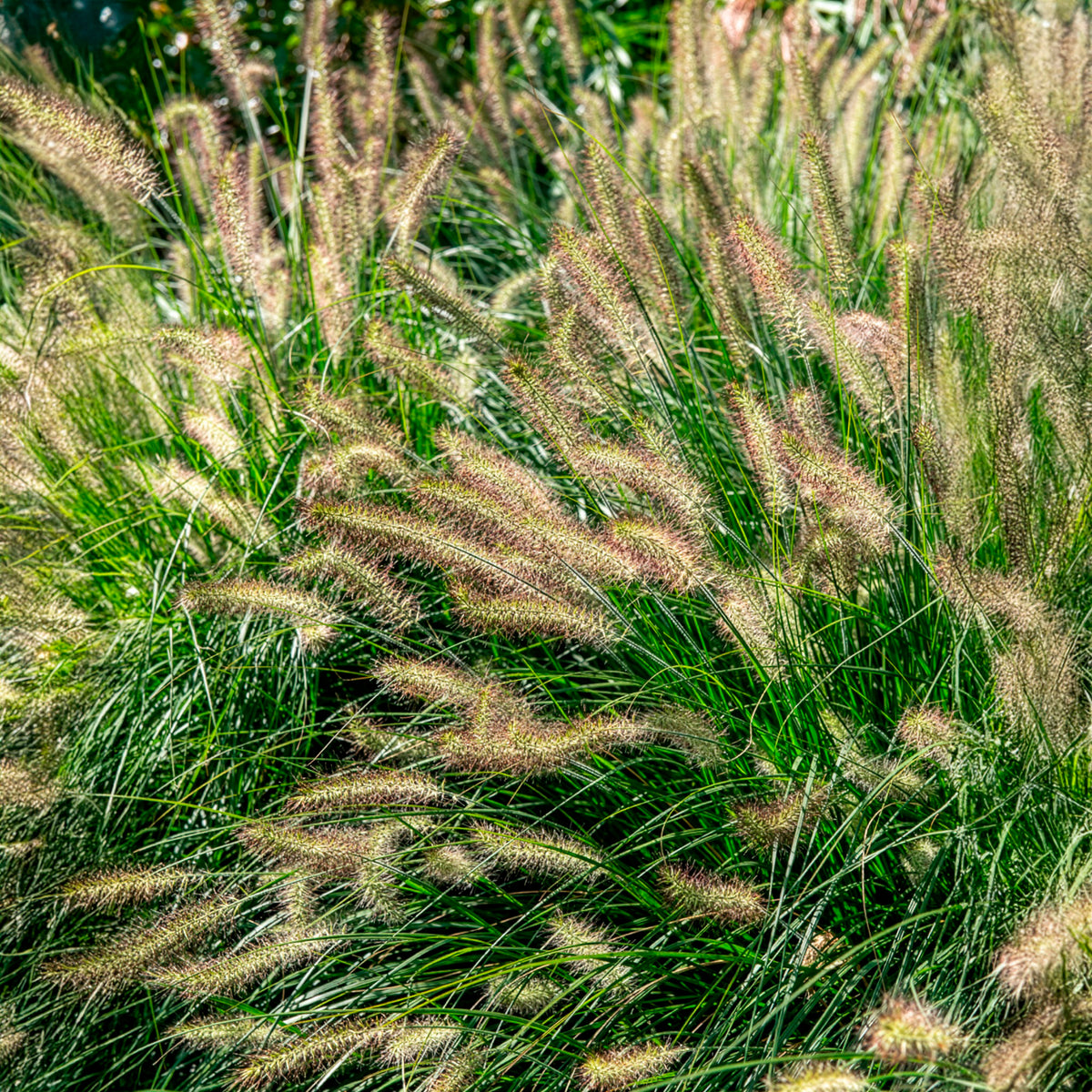 Herbe aux écouvillons 'Hameln' - Pennisetum - Bakker
