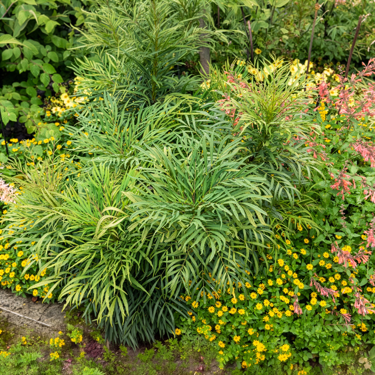 Vente Mahonia 'Soft Caress'