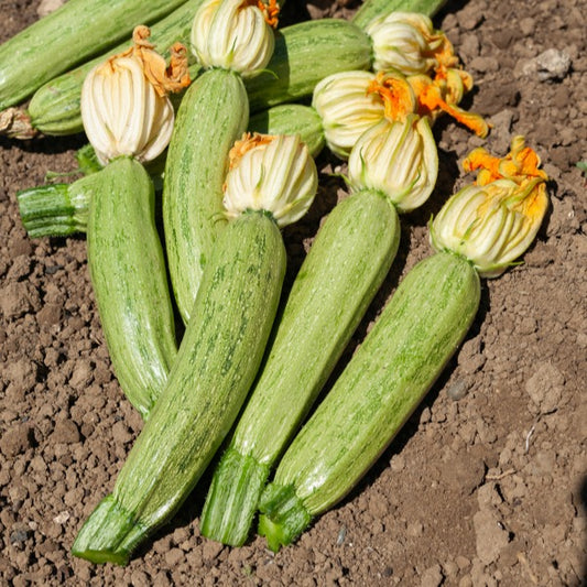 Courgette Profusion - Grisette de Provence - Bakker