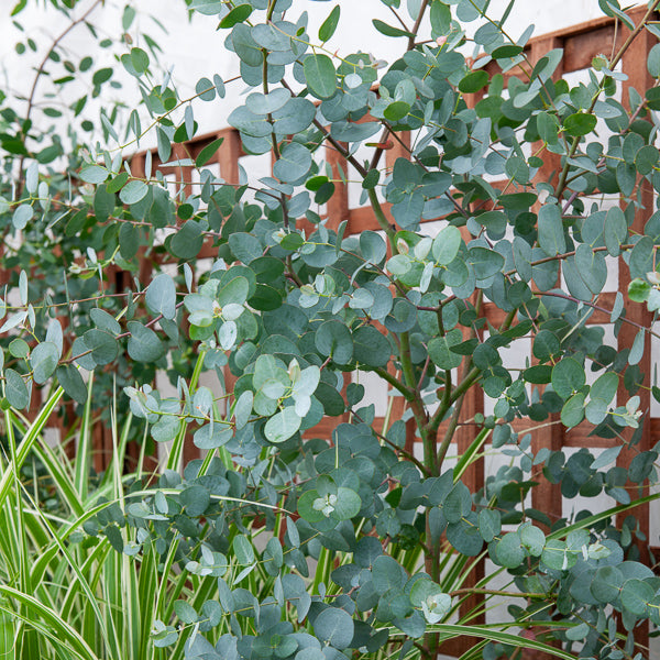 Vente Eucalyptus gunnii