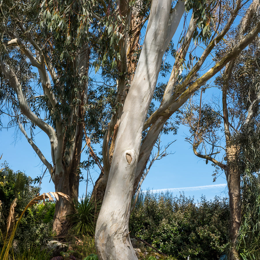 Eucalyptus gunnii - Eucalyptus - Bakker