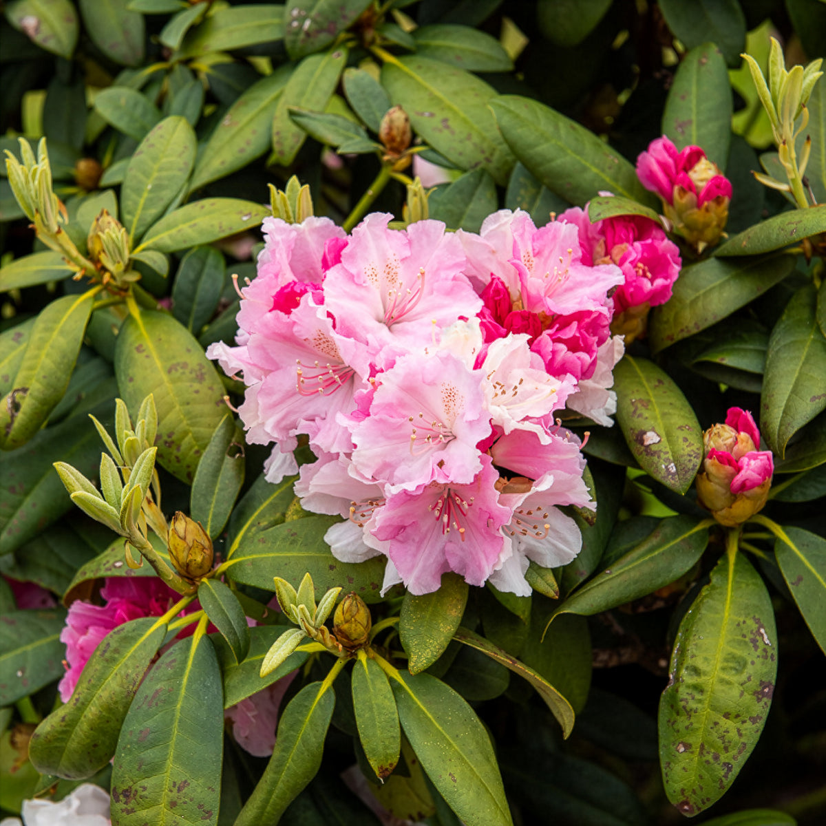 Rhododendron yak 'Doc' - Rhododendron yakushimanum Doc - Bakker