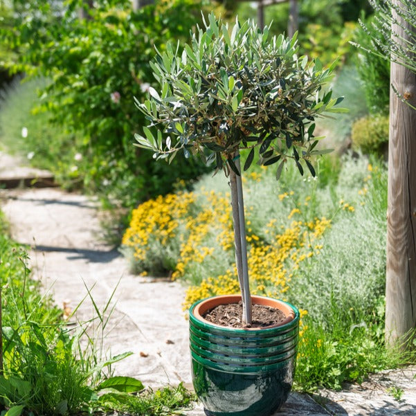 Olivier sur tige - Olea europaea - Bakker