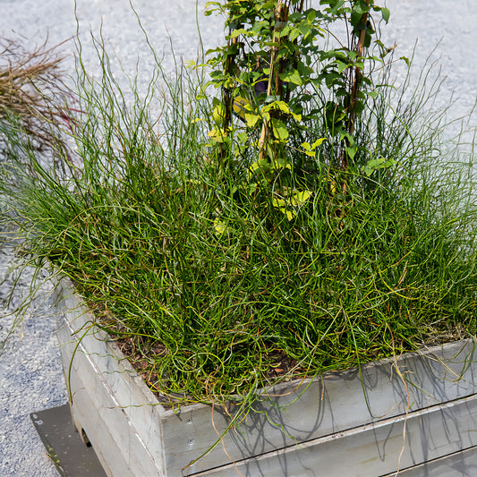 Jonc épars Spiralis - Bakker