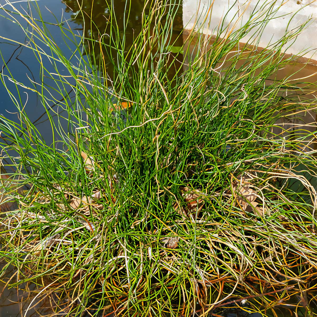 Jonc épars Spiralis - Juncus effusus spiralis - Bakker