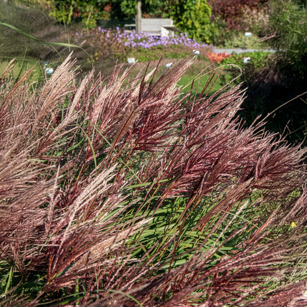 Eulalie - Miscanthus - Eulaliee Red Chief - Miscanthus sinensis Red Chief
