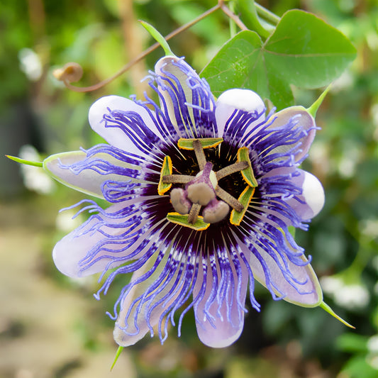 Passiflore 'Purple rain' - Bakker