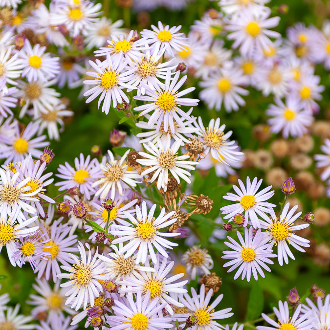 Astère nain d'Automne Asran - Aster ageratoides Asran - Bakker