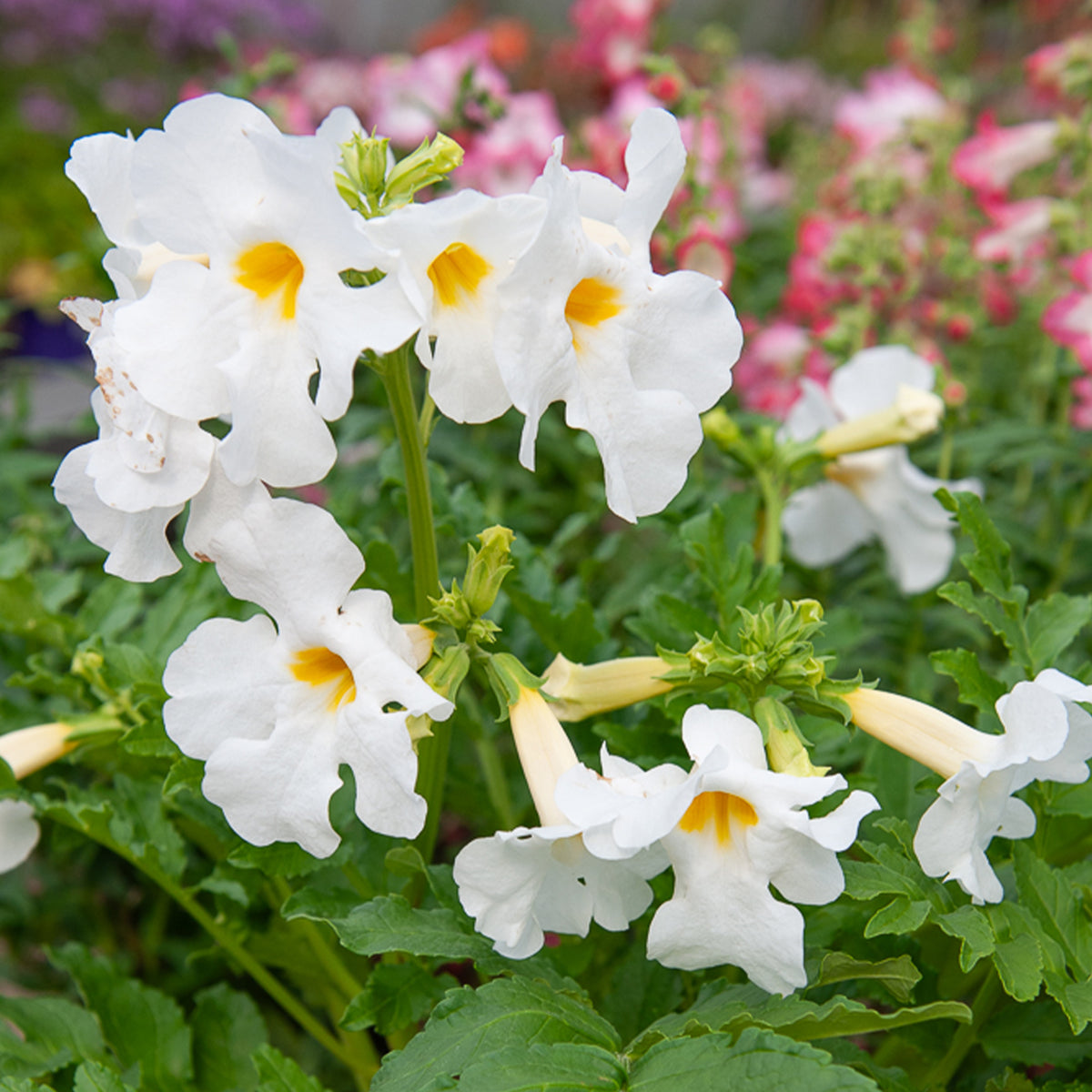 Incarvillea delavayi - 4 Terreurs des taupes blanches et roses - Incarvillea delavayi - Vivaces fleuries
