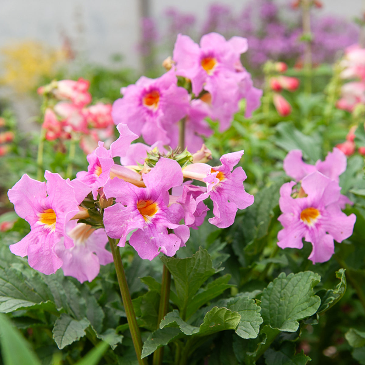 4 Terreurs des taupes blanches et roses - Incarvillea delavayi - Incarvillea delavayi - Bakker