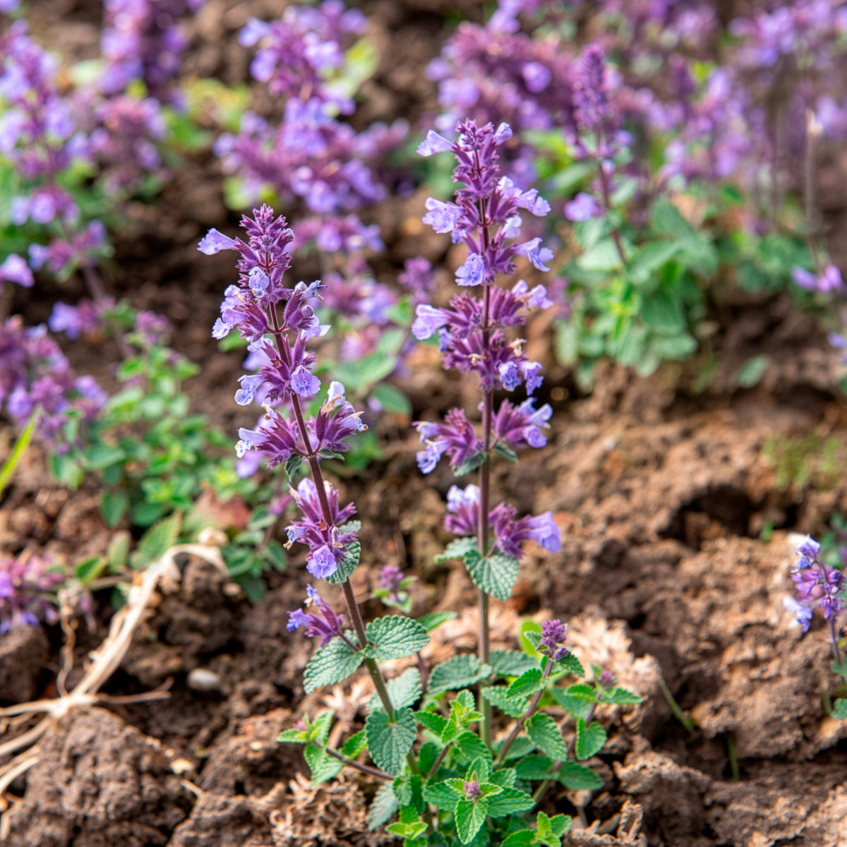 Nepeta parfumée 'Cat's Pyjamas'