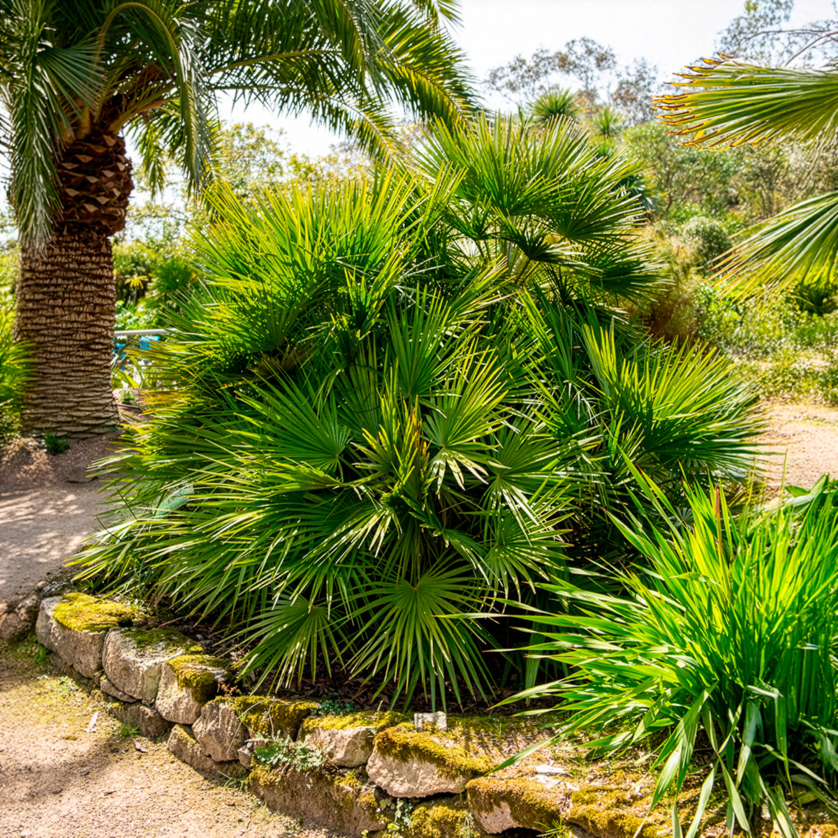Palmiers - Palmier nain de Méditerranée - Chamaerops humilis