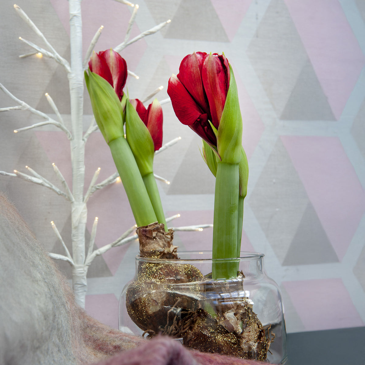 Wax Amaryllis Magic Rosé Gold - Amaryllis Magic Rosé Gold - Bakker