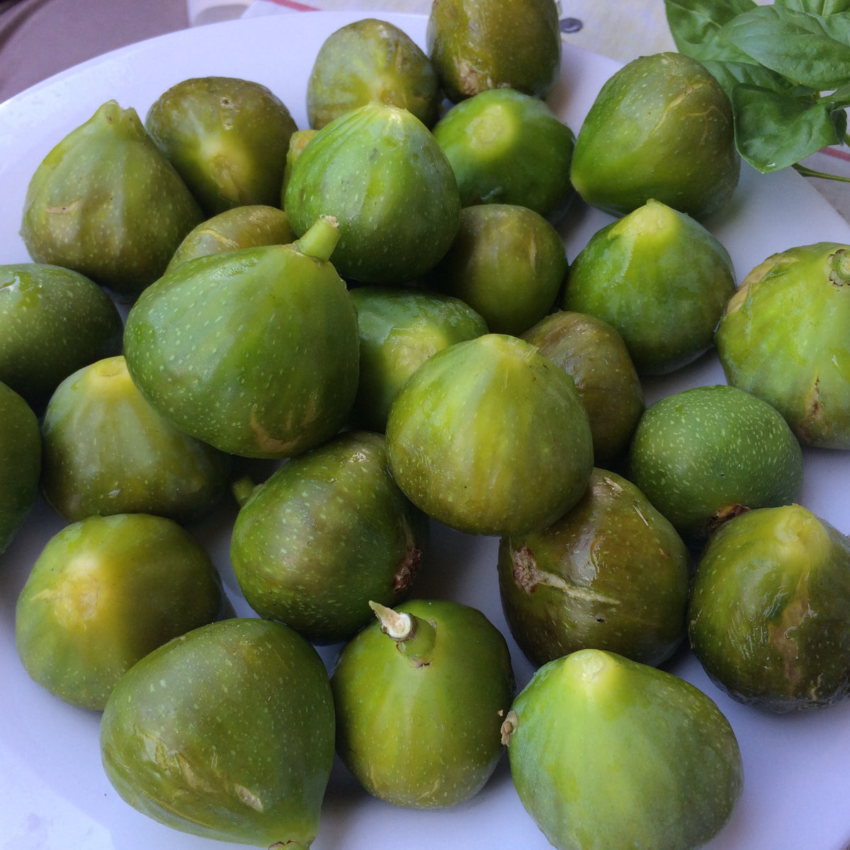 Figuier nain Ficcolino - Ficus carica Gustis ® Ficcolino - Bakker