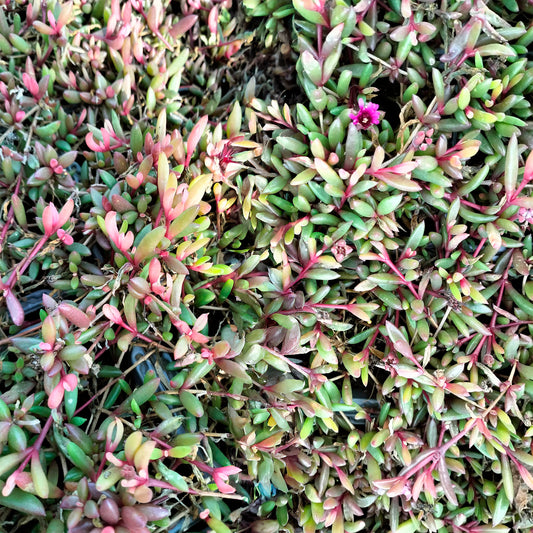 Delosperma Desert Dancer Red - Bakker