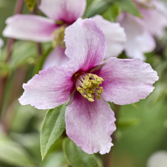 Seringat nain Petite Perfume Pink ® - Bakker