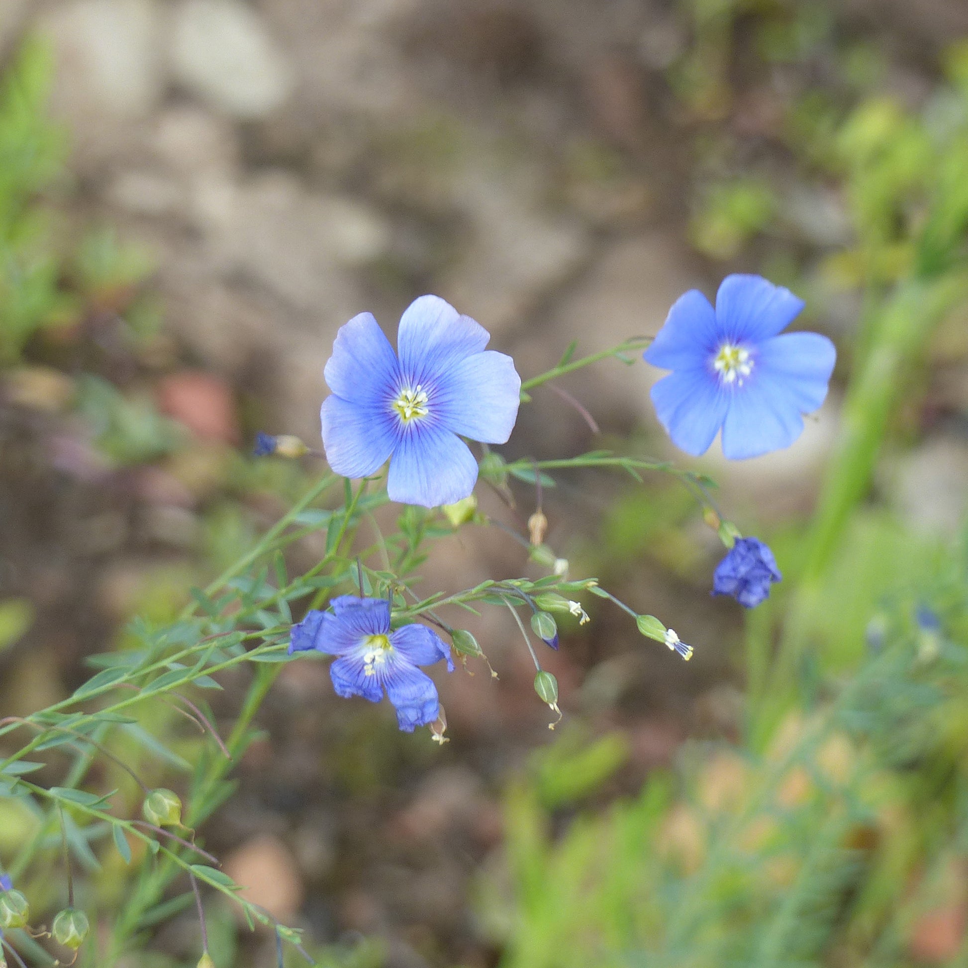 Linum perenne - Lin vivace bleu - Graines de fleurs