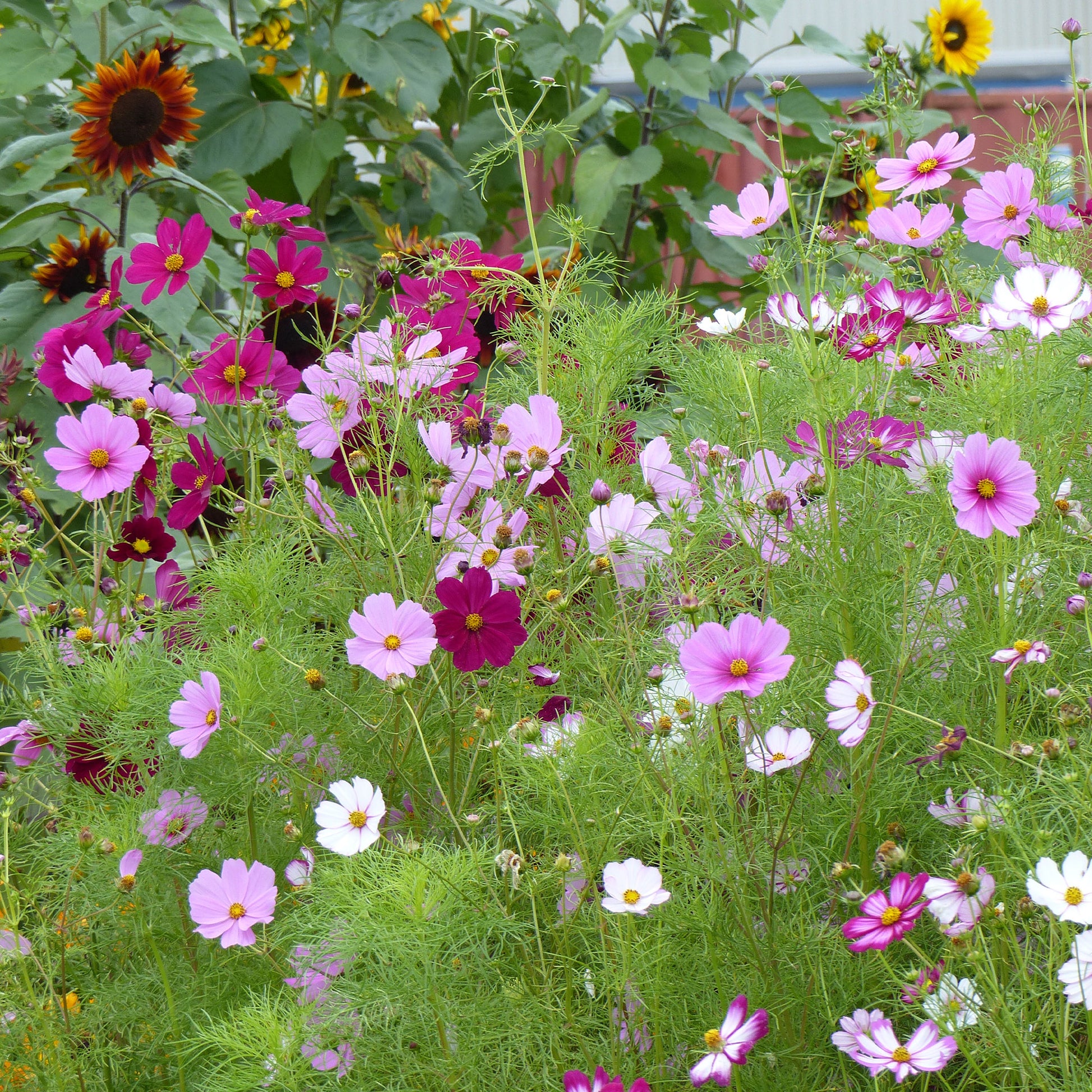 Cosmos Sensation en mélange - Cosmos bipinnatus - Bakker