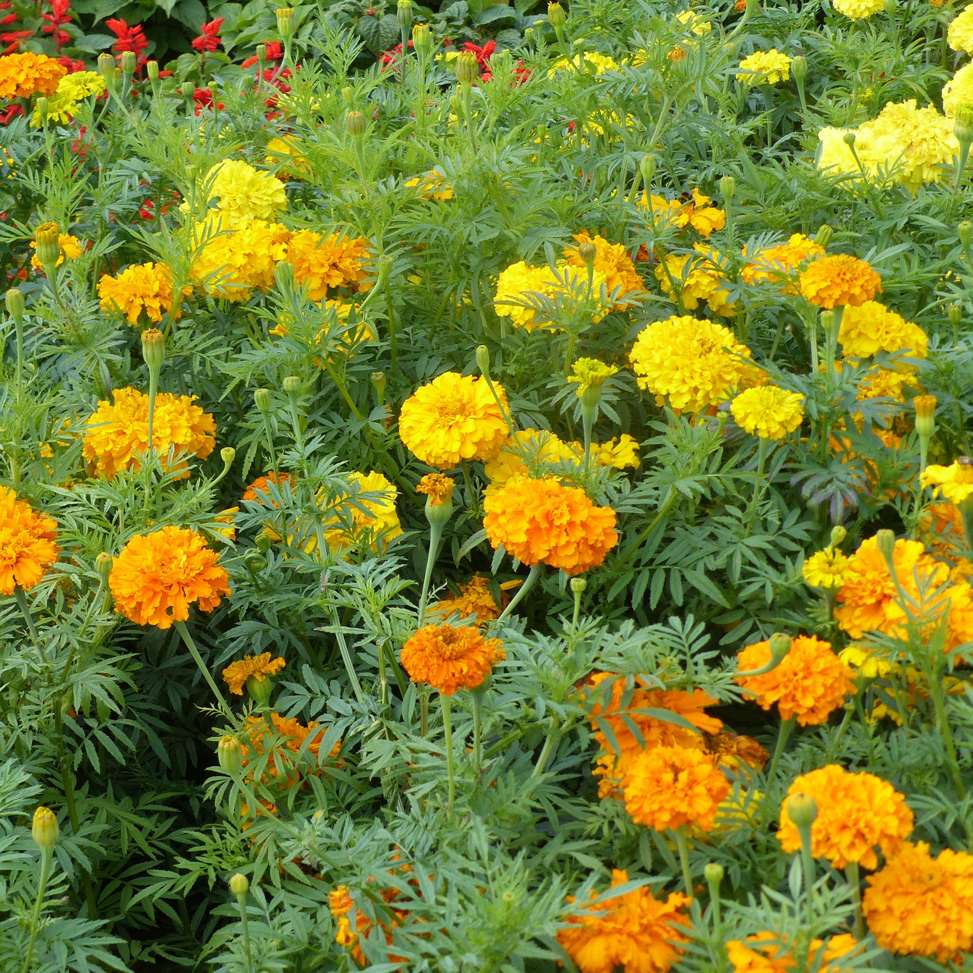 Oeillet D'inde, L'ami De La Tomate Bio - Foto 8