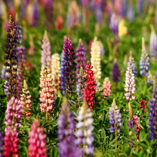 Lupins en mélange - Bakker