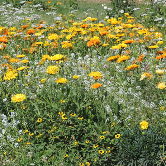 Fleurs en mélange anti-pucerons - Bakker