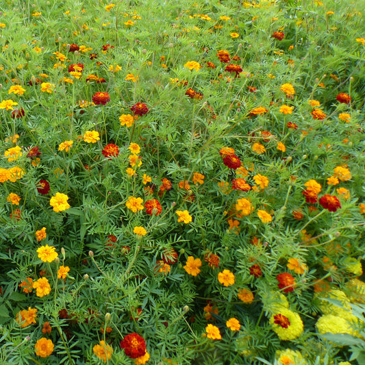 Graines d'oeillets anti-nématodes en mélange - Bakker