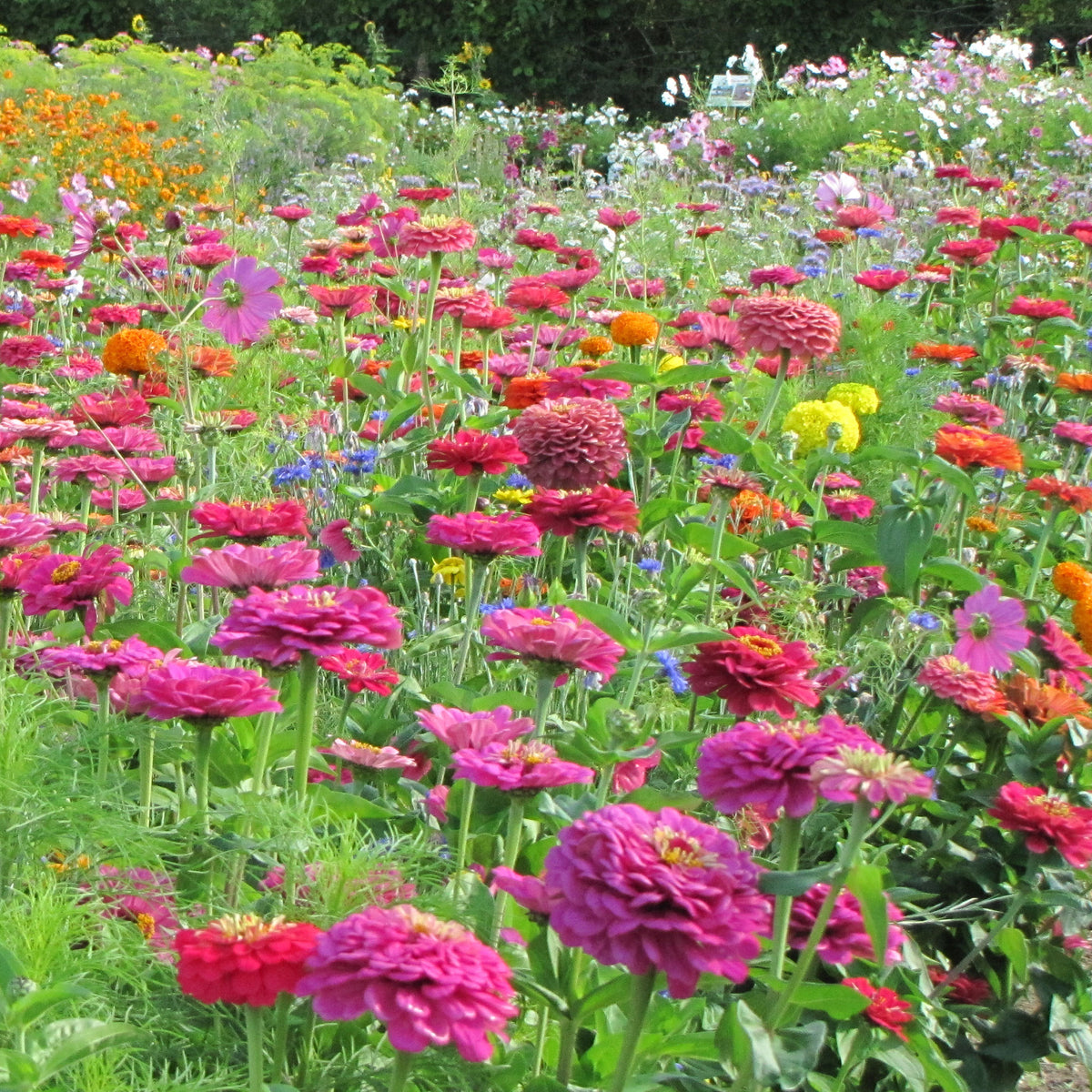 Graines de fleurs spécial fleurs à couper en mélange - - Bakker