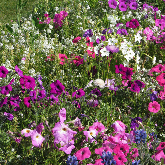 Mélange de fleurs très parfumées - Bakker