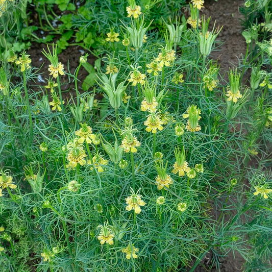 Nigelle d'Orient Transformer - Bakker