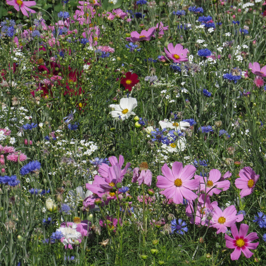 Mélange fleuris couleur pastel - Bakker