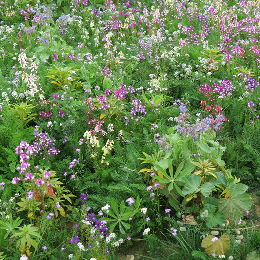 Mélange de fleurs pour zones ombragées - Bakker
