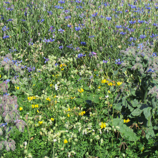 Mélange de fleurs "tout-terrain" - Bakker