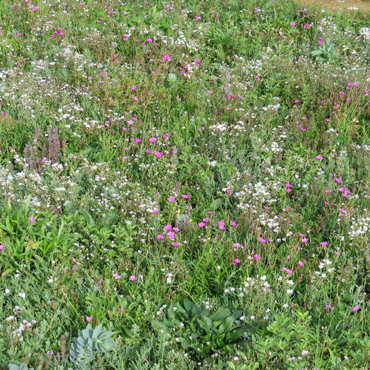 Couvre-sol fleuris - Bakker