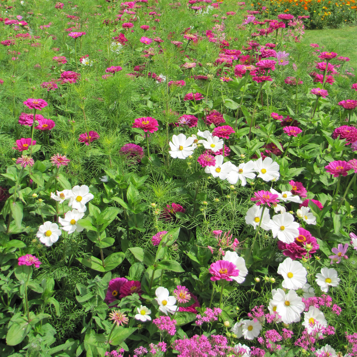 Mélange fleuris élégant - Bakker