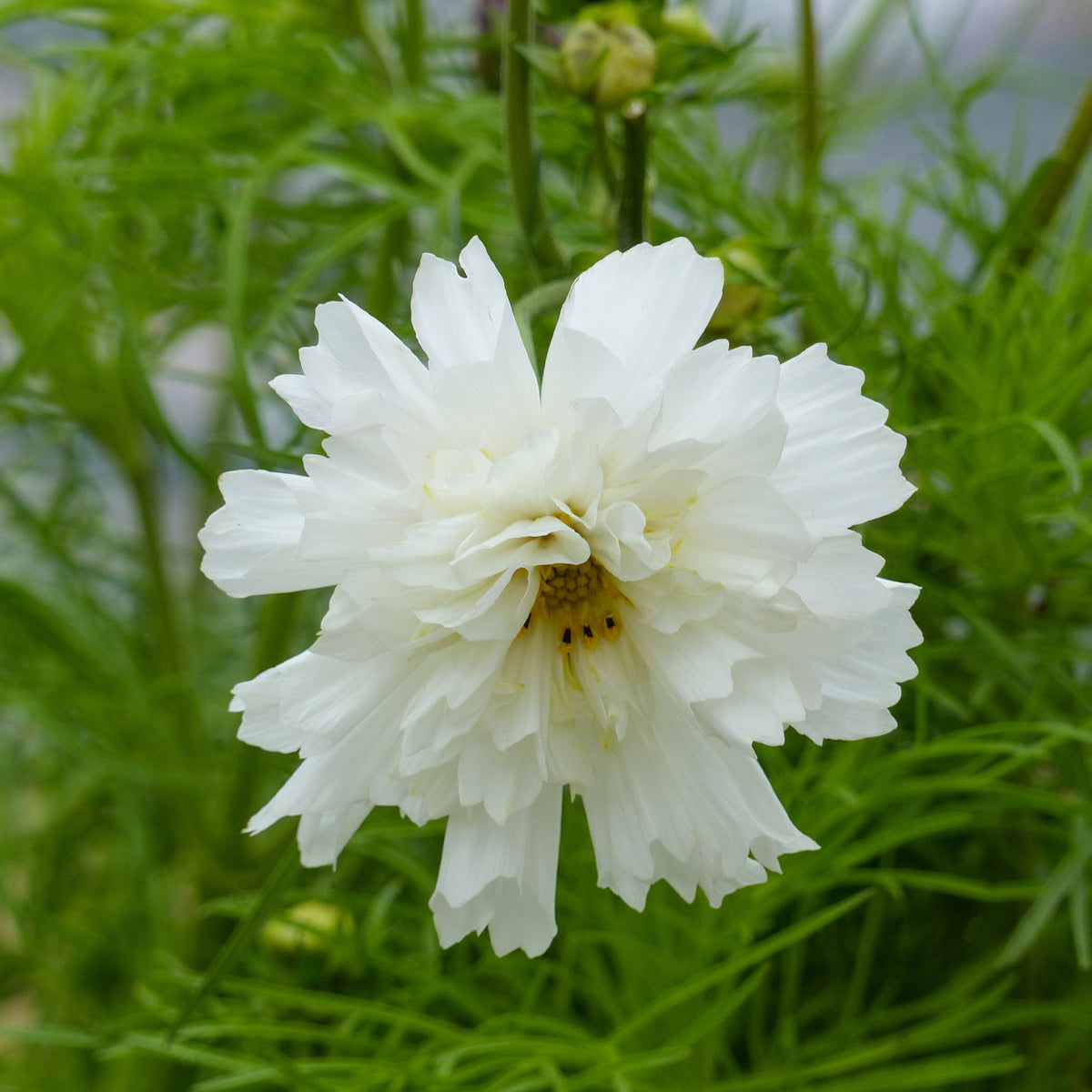 Cosmos double blanc - Cosmos bipinnatus 'Double Dutch White' - Bakker