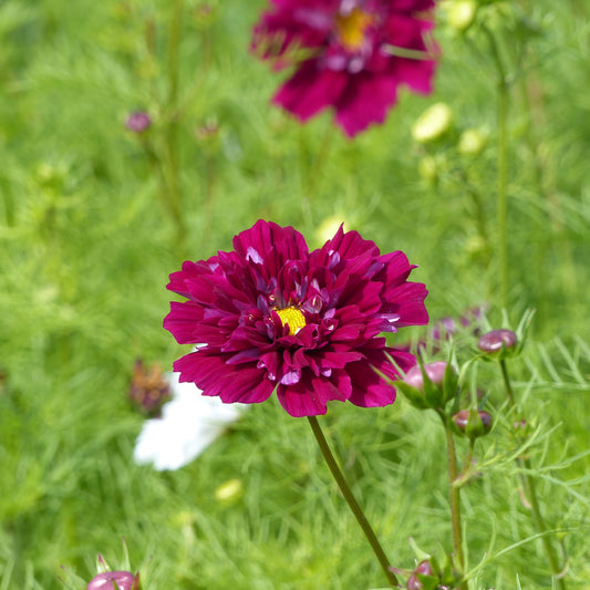 Cosmos double violet - Bakker