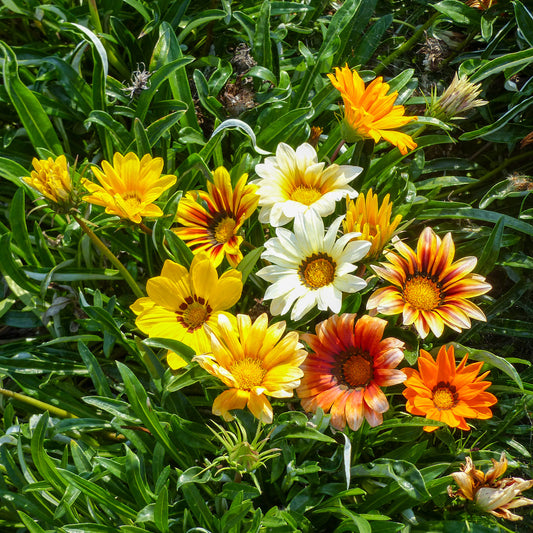 Gazania Sunshine Hybrids - Bakker