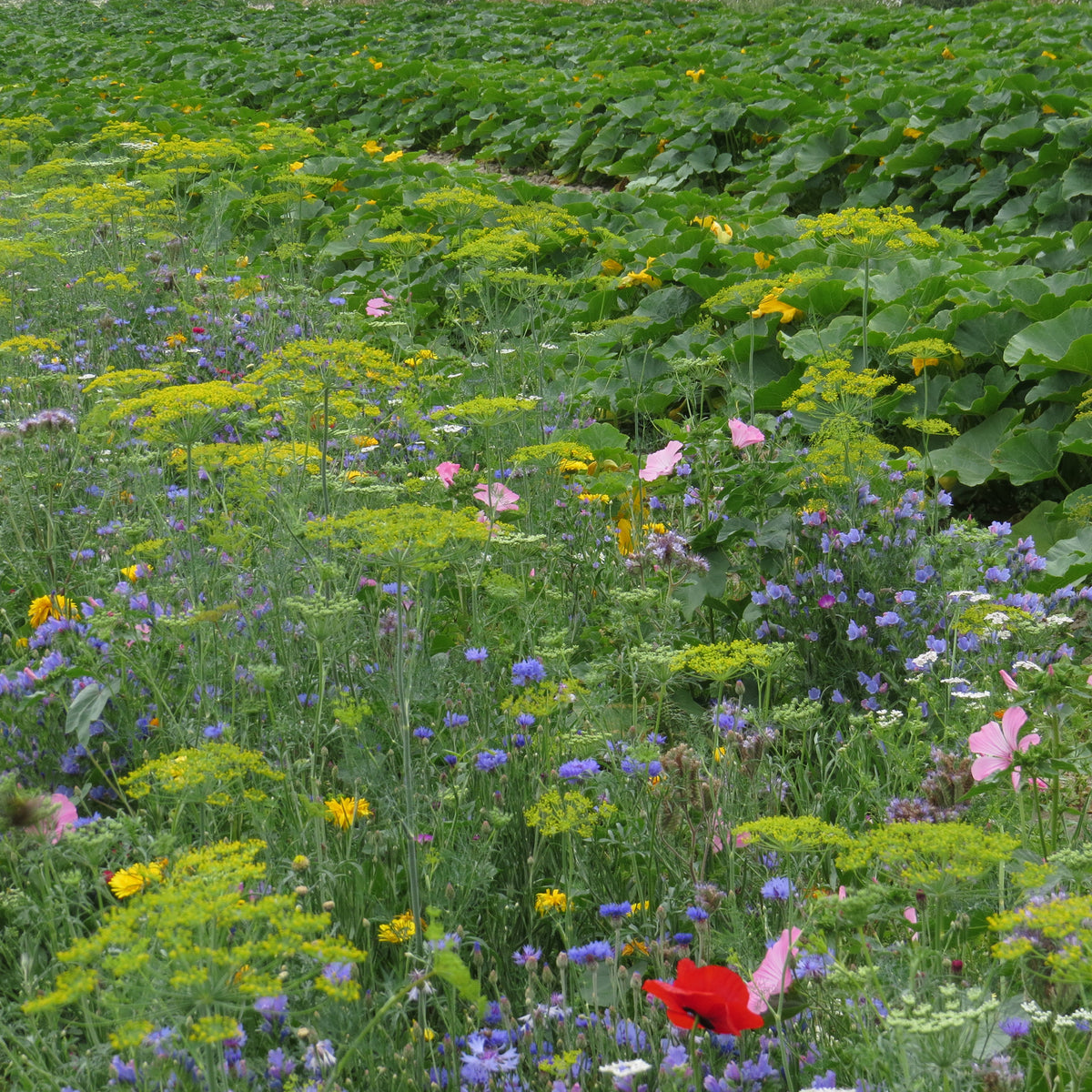 Fleurs utiles au potager - Bakker