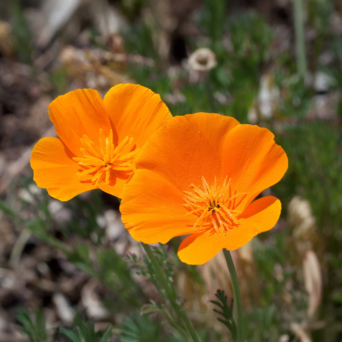 Eschscholzia californica 'Aurantiaca' - Pavot de californie 'Aurantiaca' - Graines de fleurs comestibles