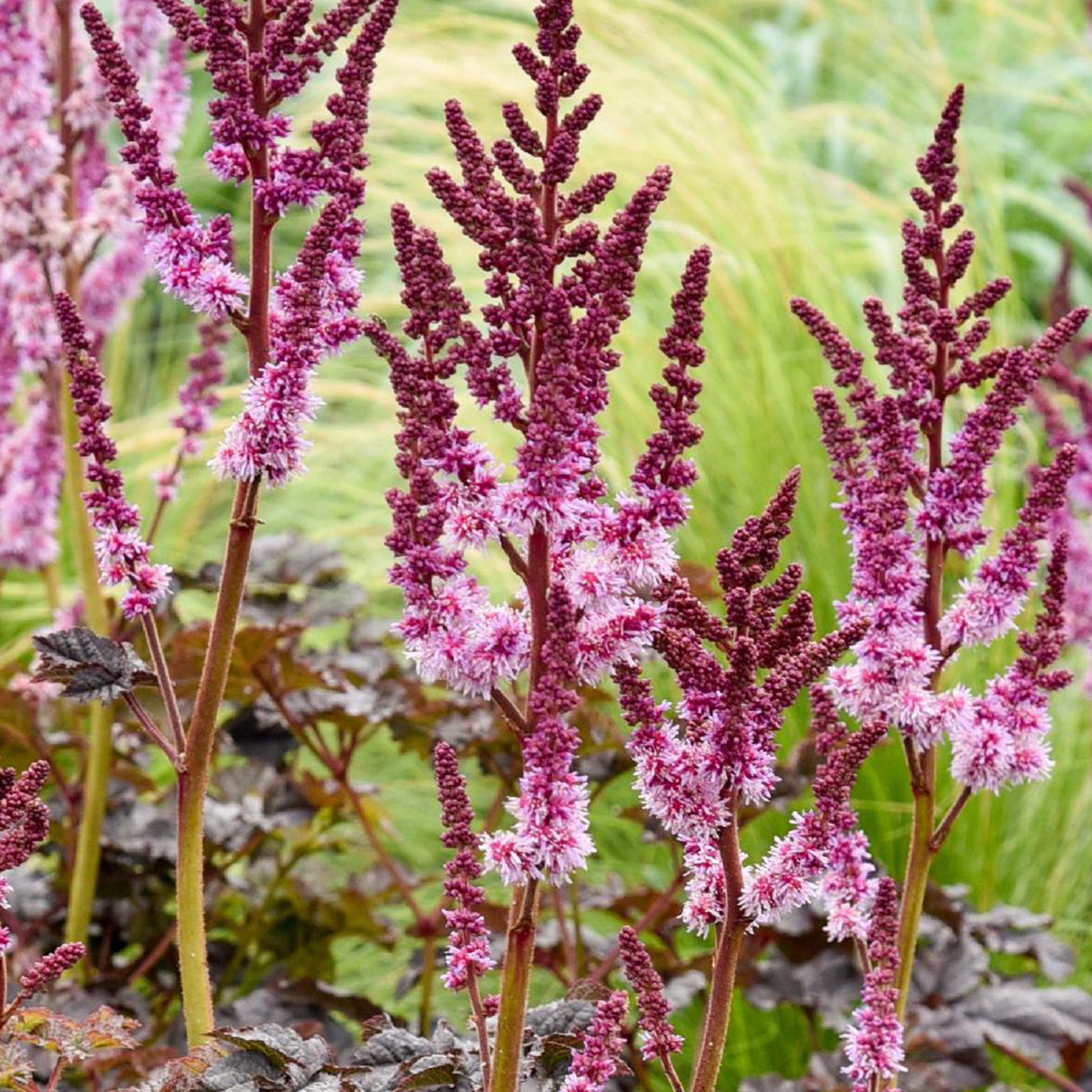 Astilbe Darkside Of The Moon® - Astilbe chinensis Dark Side of the Moon ® - Bakker