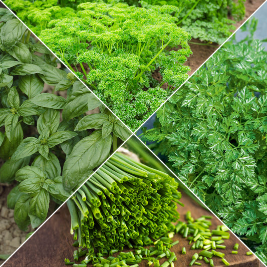 Collection de fines herbes : Persil, Basilic, Cerfeuil, Ciboulette - Bakker