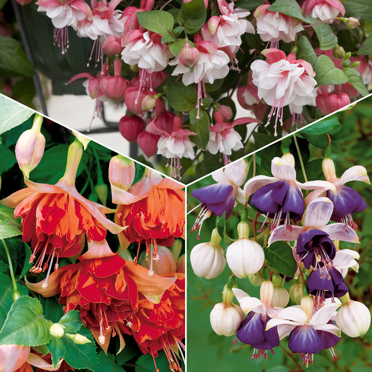 6 Fuchsias retombants en mélange - Bakker
