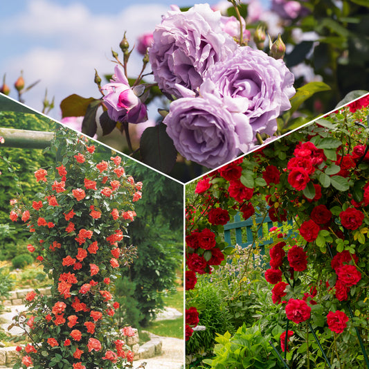 Collection de 3 Rosiers grimpants : Métanoïa, Musimara, Indigoletta - Bakker