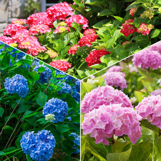 Collection de 3 Hortensias : rouge, bleu, rose - Bakker