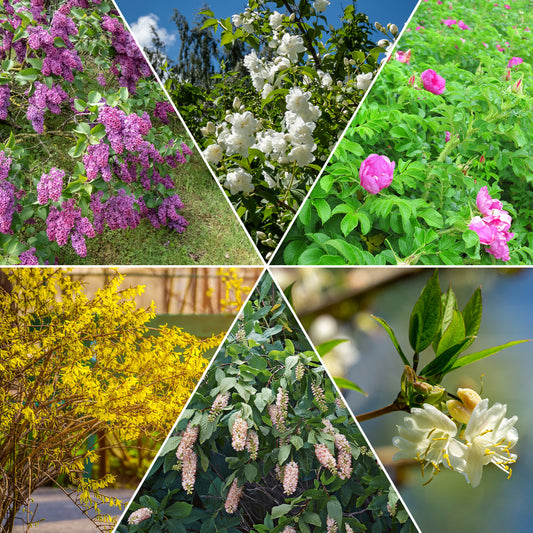 Collection Haie fleuries et parfumées - 12 arbustes - Bakker