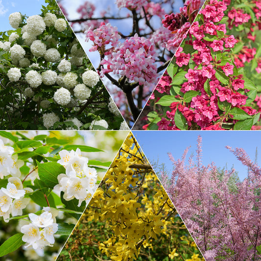 Collection Haie des quatre saisons - 6 arbustes - Viburnum opulus Roseum, Viburnum x bodnantense Dawn, Weigelia Bristol Ruby, Philadelphus virginal, Forsythia spectabilis, Tamarix ramosissima - Plantes d'extérieur